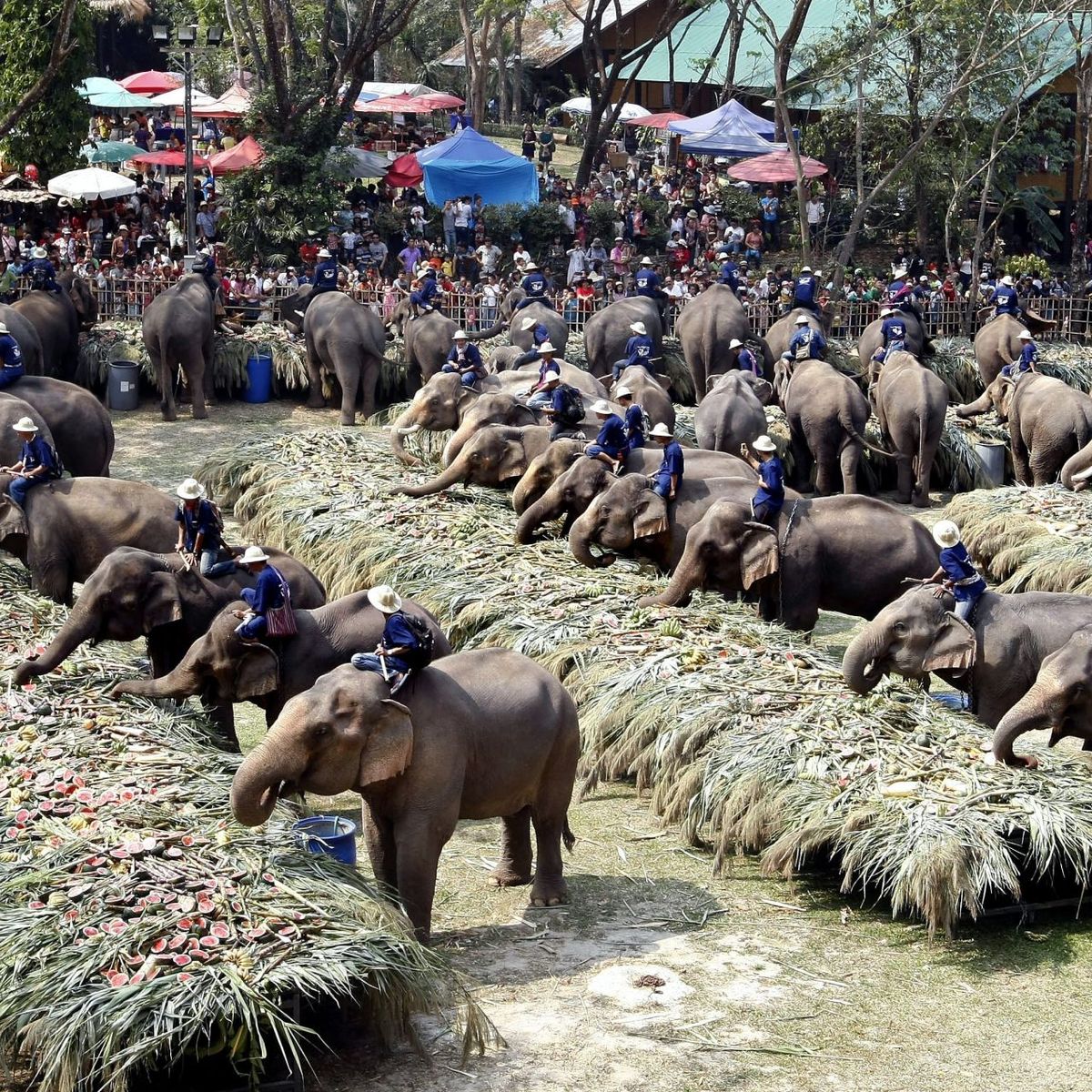 Como escolher um santuário de elefantes ético na Tailândia
