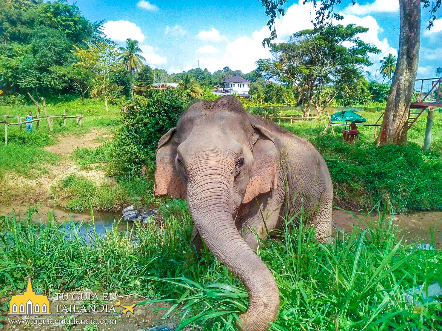 Guia completo para visitar o Elephant Nature Park em Chiang Mai