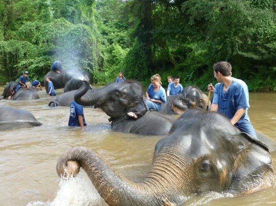Guia completo para visitar o Elephant Nature Park em Chiang Mai
