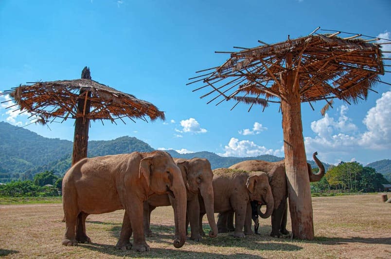 Preços e dicas para planejar sua visita a santuários de elefantes