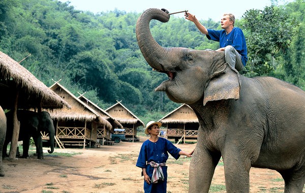 Voluntariado com elefantes na Tailândia: Onde e como participar