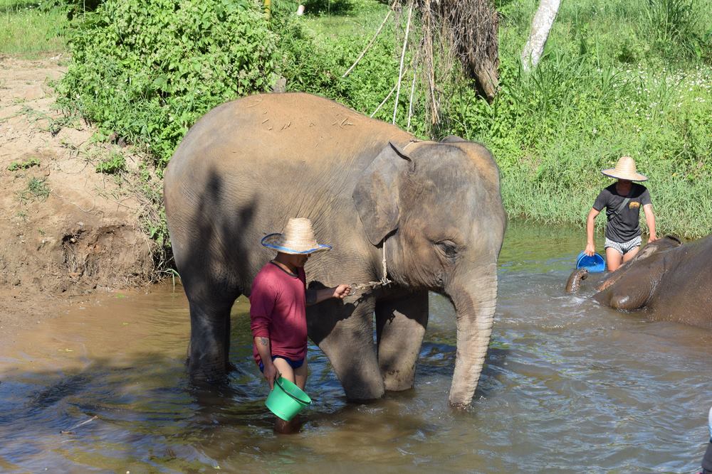 Preços e dicas para planejar sua visita a santuários de elefantes