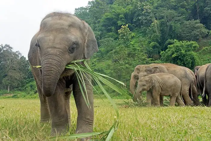 A importância do turismo ético com animais na Tailândia