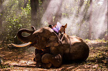 Como escolher um santuário de elefantes ético na Tailândia