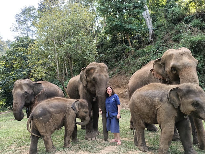 Voluntariado com elefantes na Tailândia: Onde e como participar