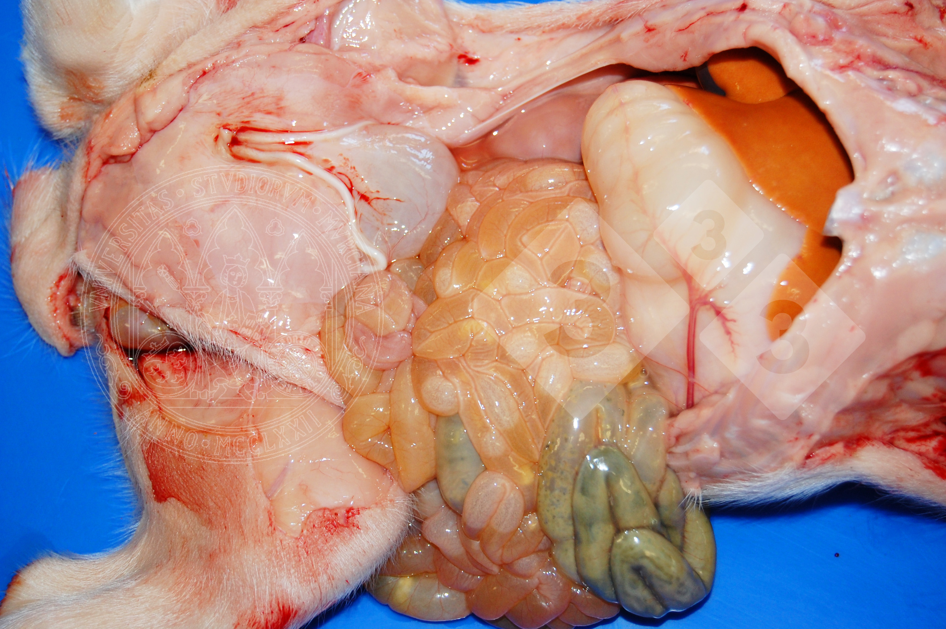 cuidados com o sistema digestivo