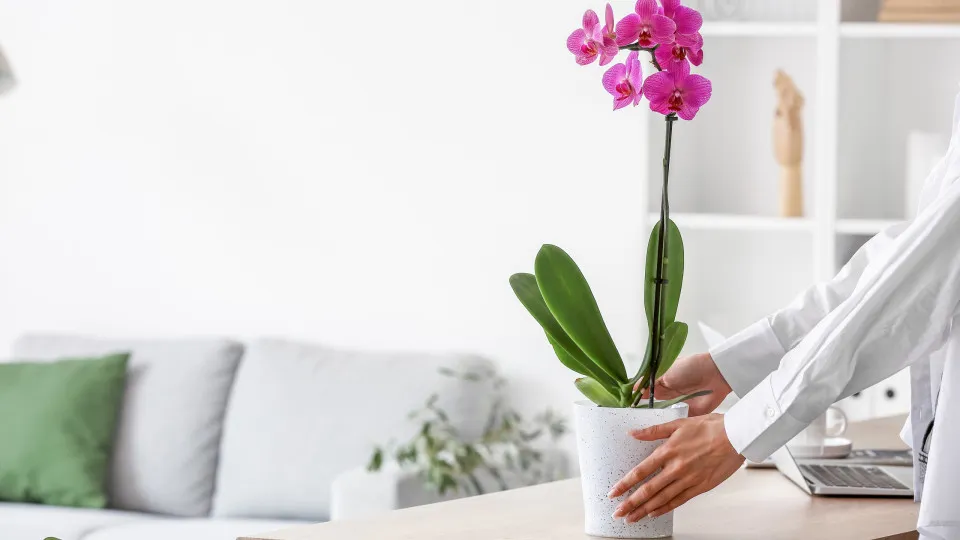 erros comuns ao cuidar de suculentas e orquídeas