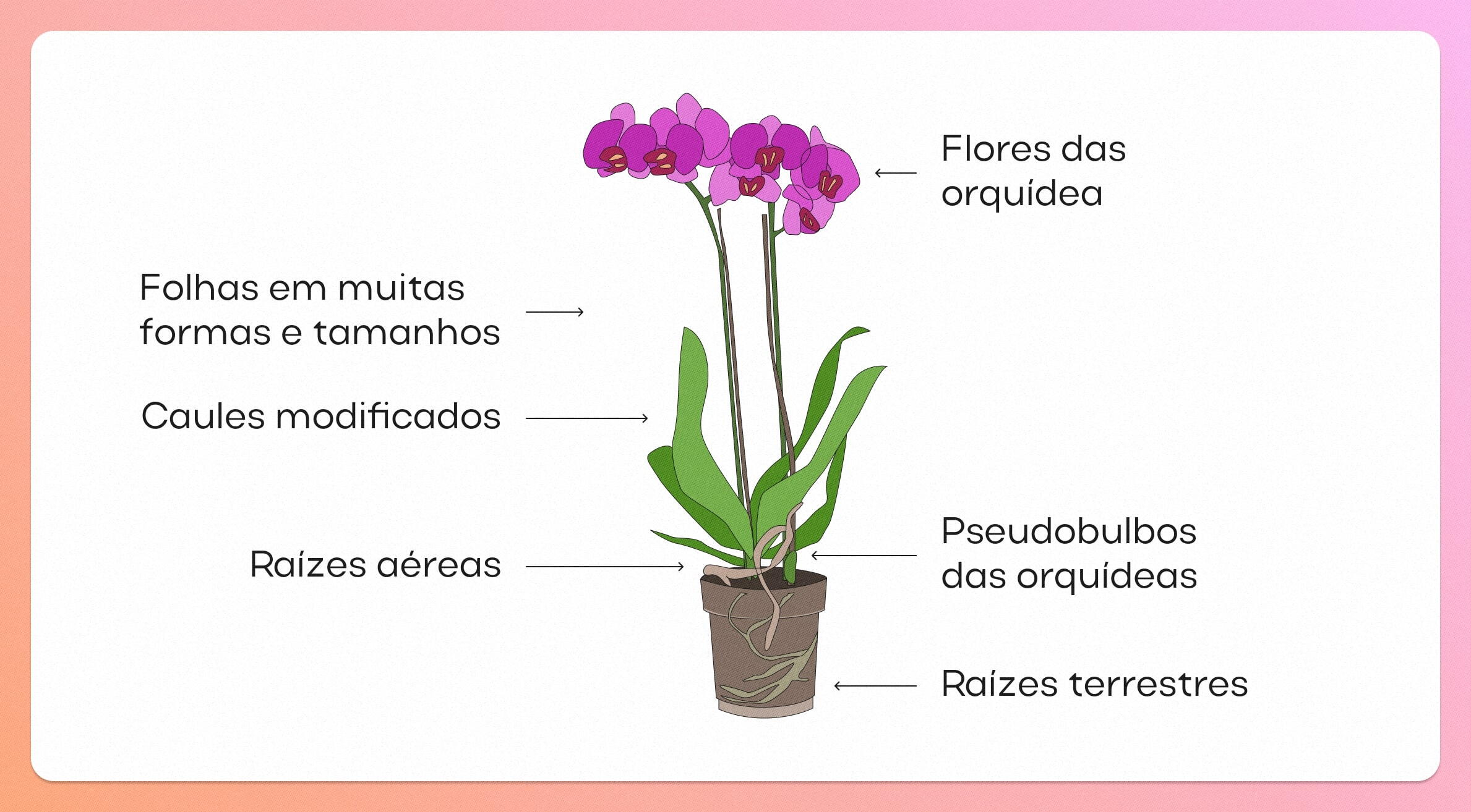 como manter suculentas e orquídeas saudáveis