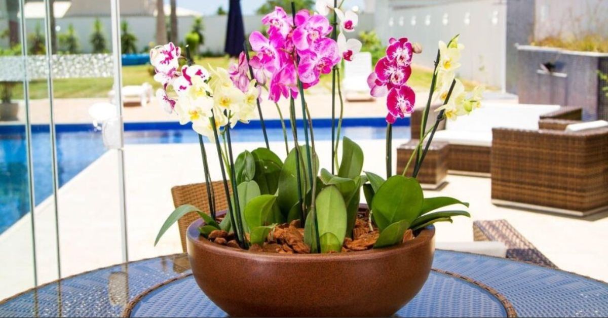 erros comuns ao plantar orquideas em vaso de barro