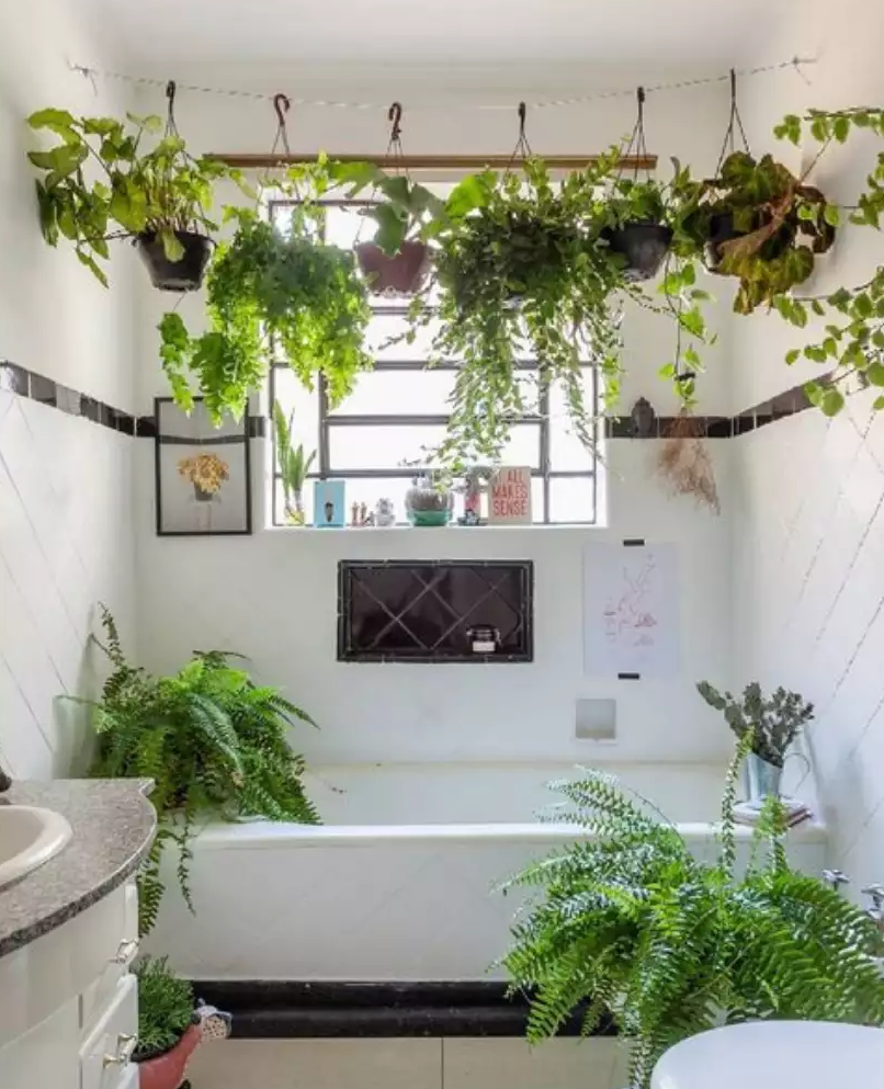 como evitar que plantas morram no banheiro