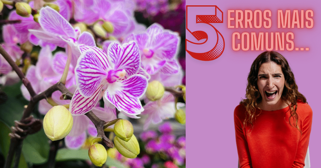melhores orquídeas raras para colecionadores iniciantes