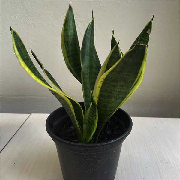 espada de santa rita