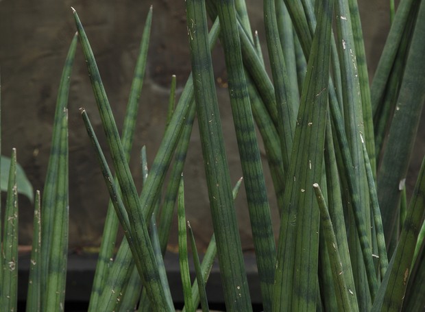 Proteção e Purificação: Os Benefícios da Espada de Santa Bárbara em Casa