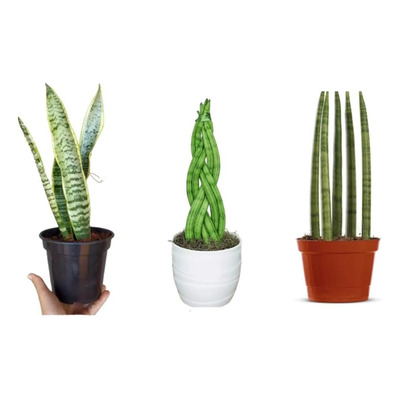 Como Usar a Palma de Santa Rita em Arranjos Florais e Rituais