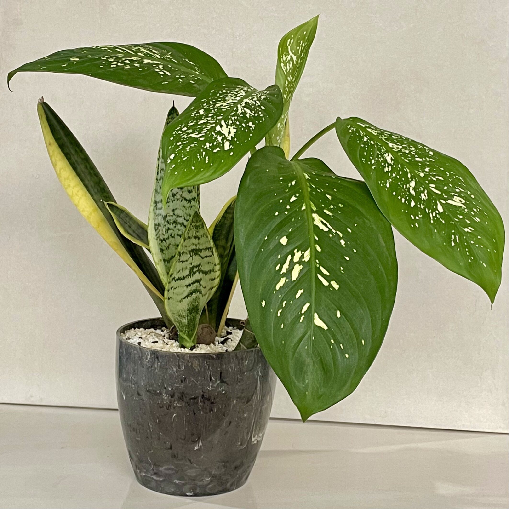 Espada de Santa Rita: Desvende os Múltiplos Significados e Usos