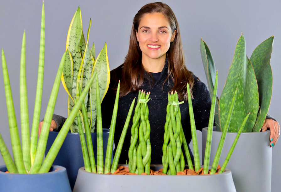 Guia Completo: Cuidados Essenciais para a Espada de Santa Rita (Sansevieria)