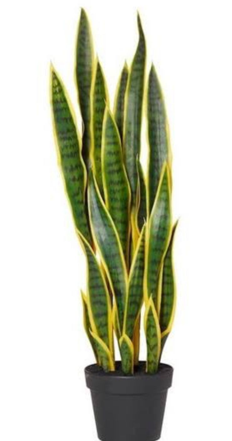 Proteção e Purificação: Os Benefícios da Espada de Santa Bárbara em Casa