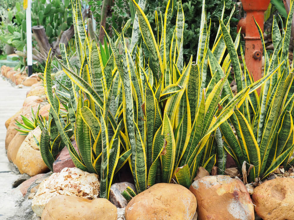 Como Usar a Palma de Santa Rita em Arranjos Florais e Rituais