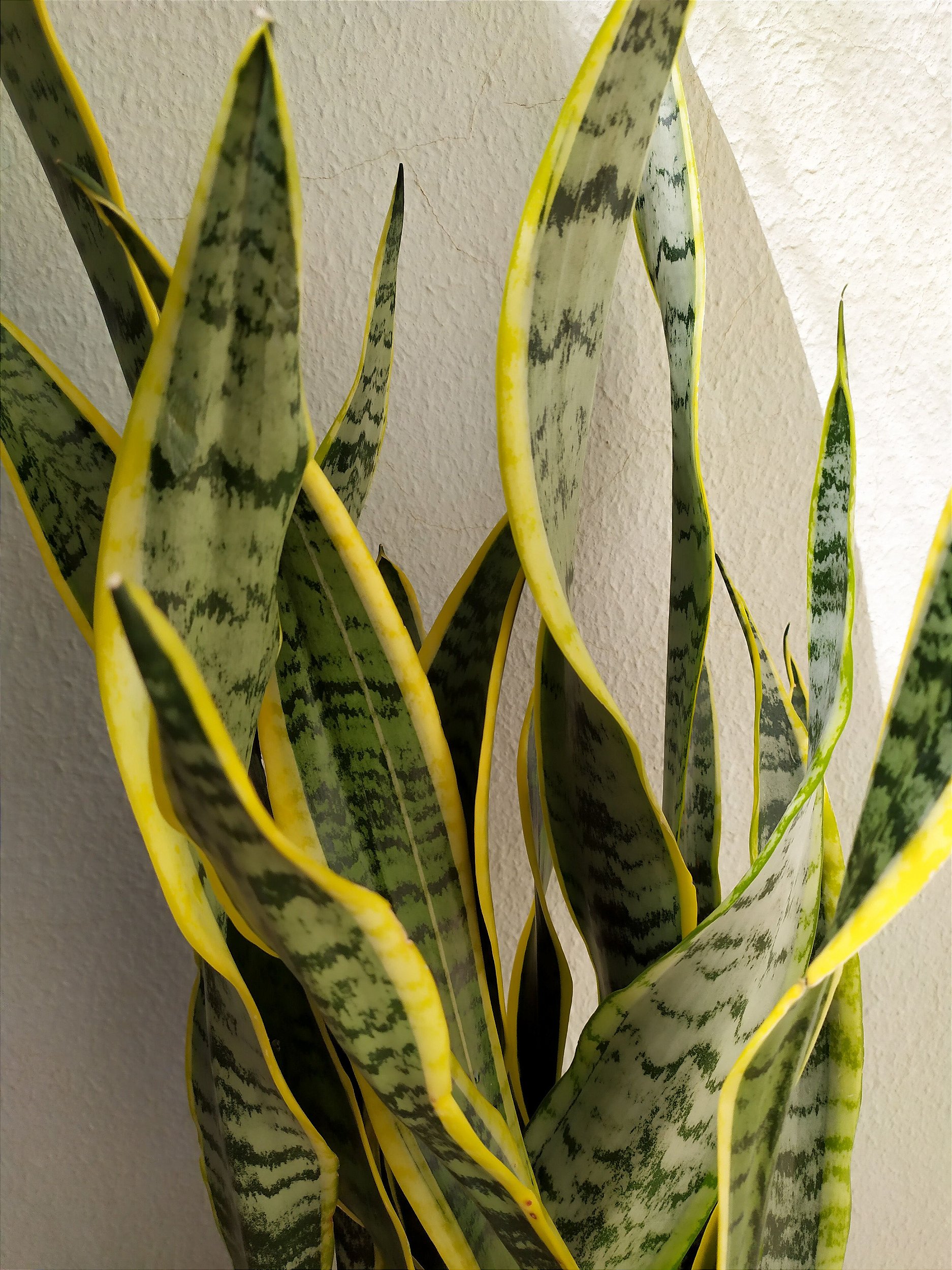 Espada de Santa Rita: Desvende os Múltiplos Significados e Usos