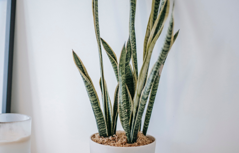 Guia Completo: Cuidados Essenciais para a Espada de Santa Rita (Sansevieria)