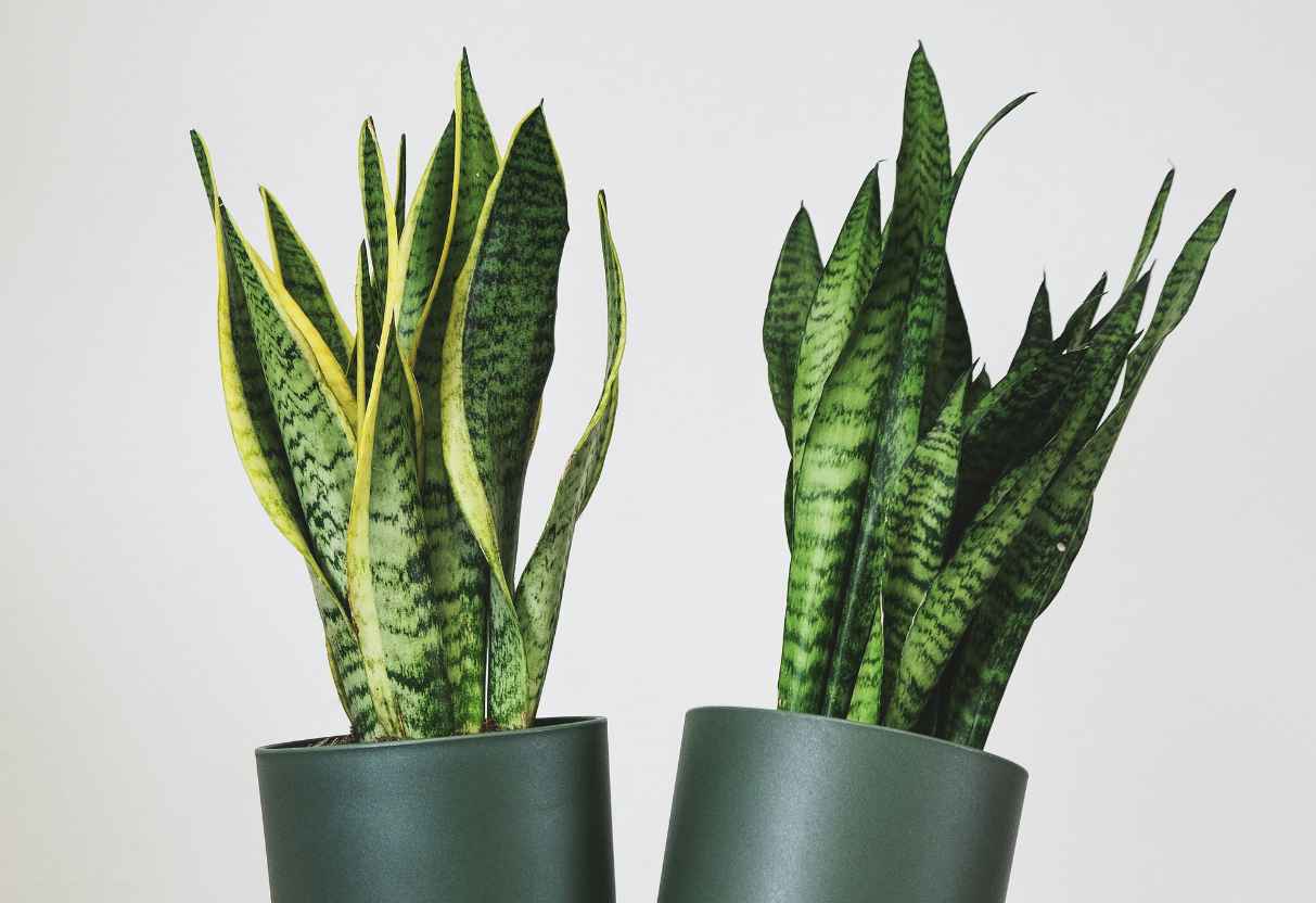 Guia Completo: Cuidados Essenciais para a Espada de Santa Rita (Sansevieria)