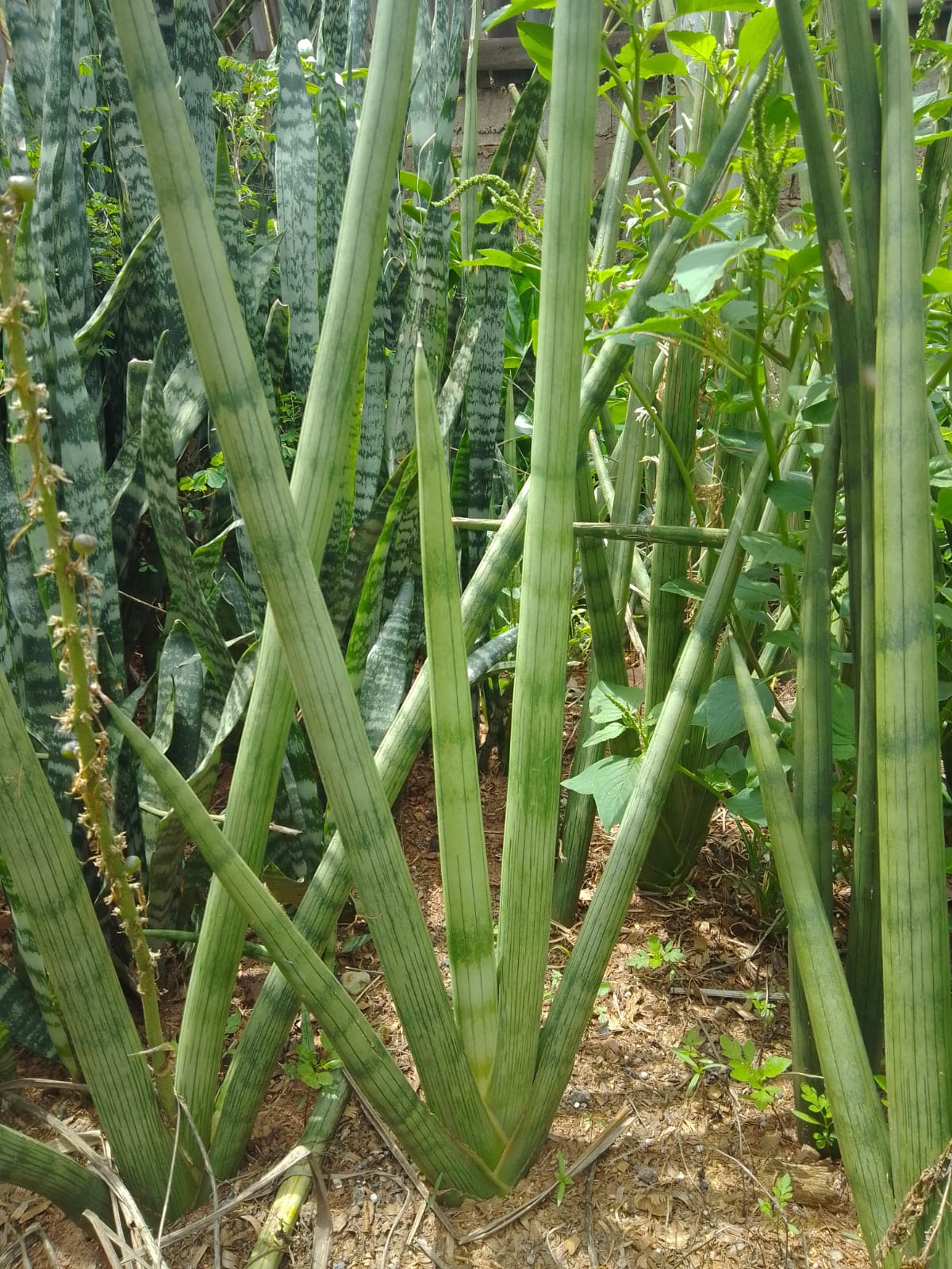 Proteção e Purificação: Os Benefícios da Espada de Santa Bárbara em Casa