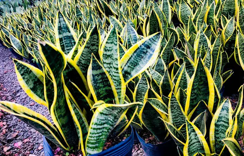 espada de santa rita