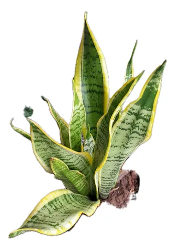 Gladíolo ou Espada de Santa Rita? Entenda as Diferenças e Aplicações