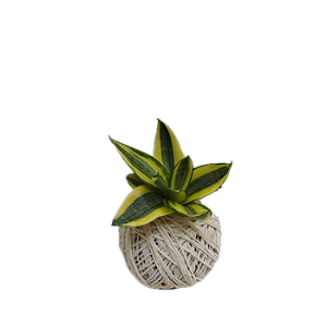 Proteção e Purificação: Os Benefícios da Espada de Santa Bárbara em Casa