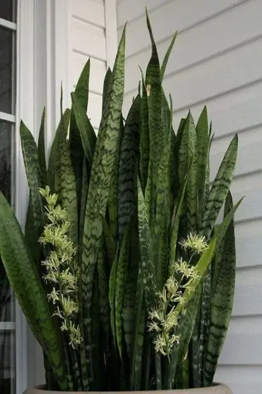 Como Usar a Palma de Santa Rita em Arranjos Florais e Rituais