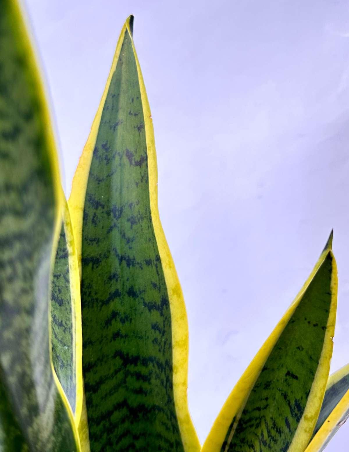 espada de santa rita