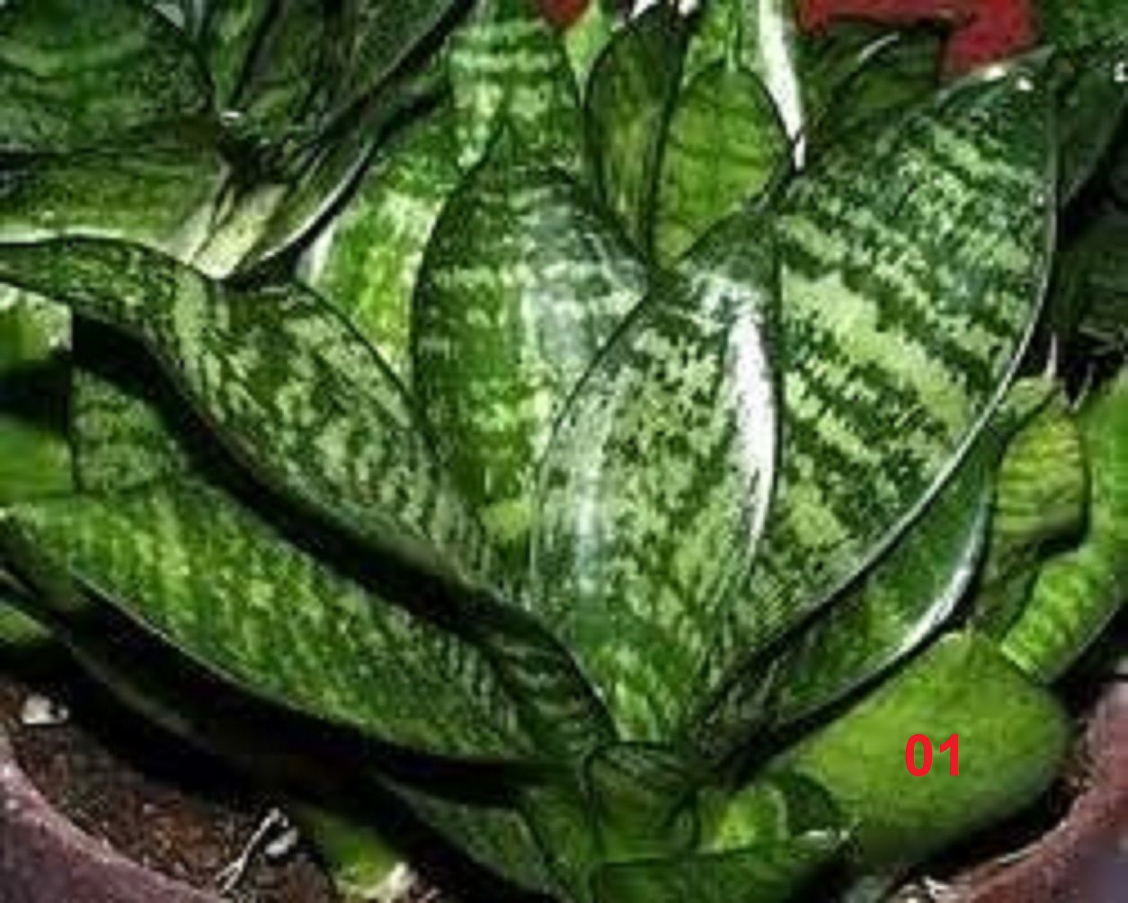 Gladíolo ou Espada de Santa Rita? Entenda as Diferenças e Aplicações