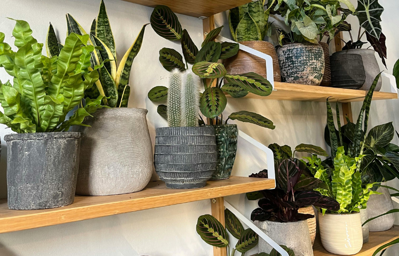 Materiais de estantes para plantas: Qual o melhor para área interna e externa?