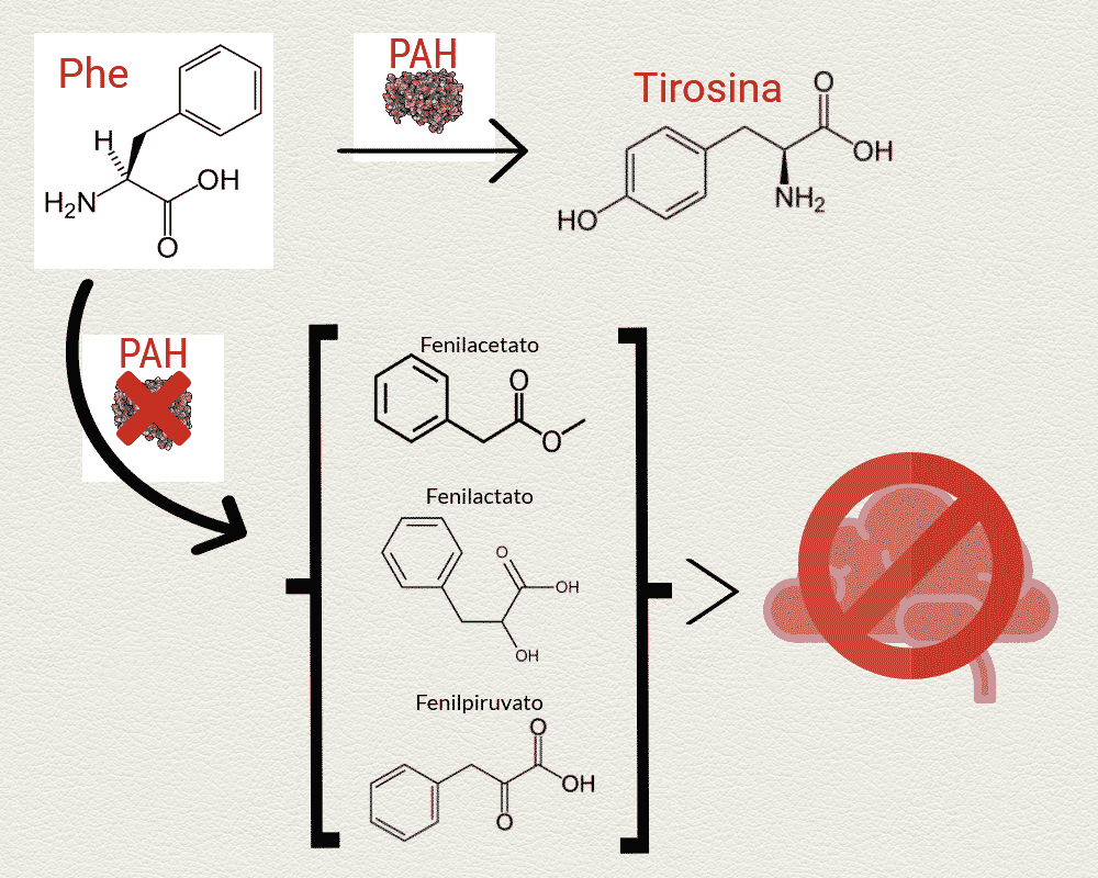 alimentos permitidos fenilcetonúria