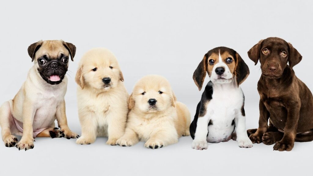 cuidados com filhote de cachorro