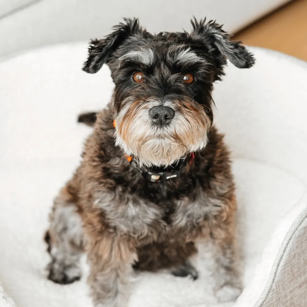 filhote de schnauzer