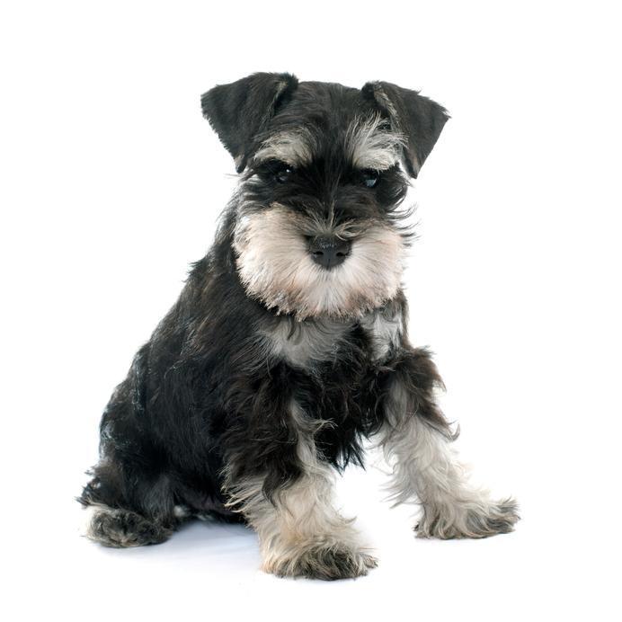 5 ideias de títulos:
1. Guia Completo: Tudo Sobre o Schnauzer (Miniatura
