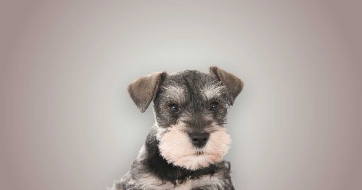 Padrão e Gigante)
2. Schnauzer: O Companheiro Inteligente e Leal para Sua Família
3. Cuidados Essenciais com o Schnauzer: Pelagem