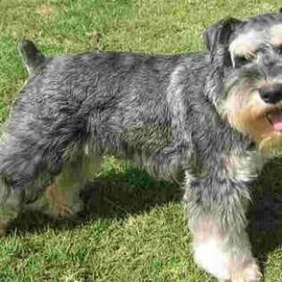 5 ideias de títulos:
1. Guia Completo: Tudo Sobre o Schnauzer (Miniatura