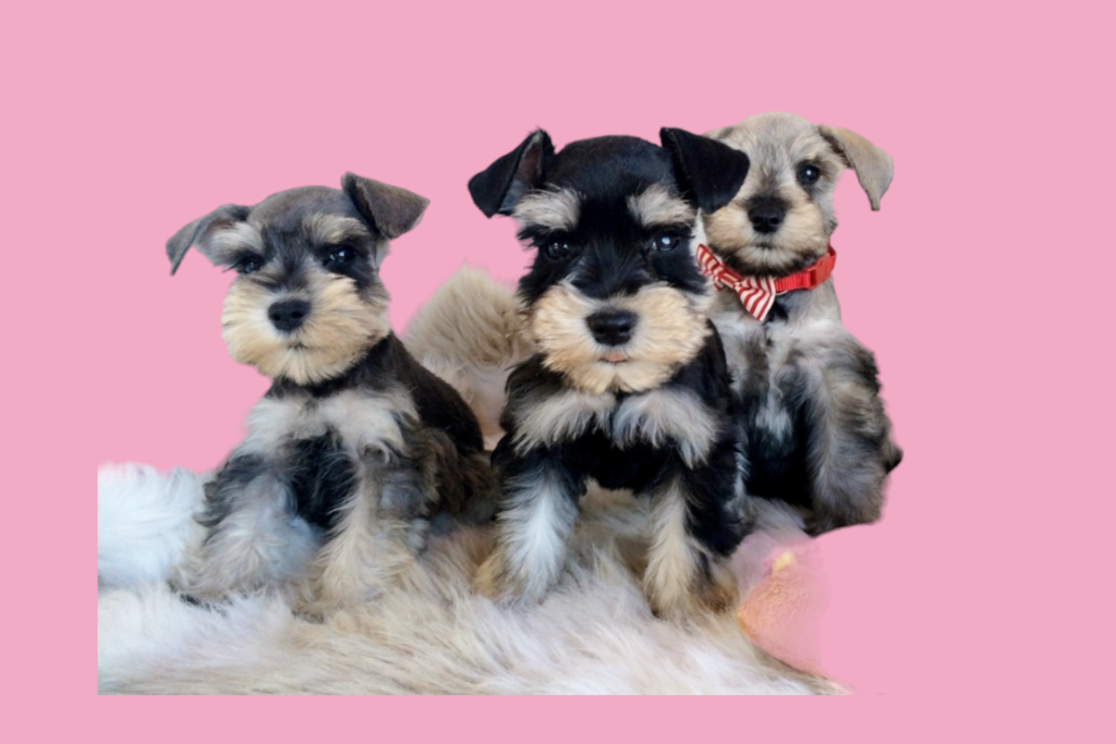 Padrão e Gigante)
2. Schnauzer: O Companheiro Inteligente e Leal para Sua Família
3. Cuidados Essenciais com o Schnauzer: Pelagem