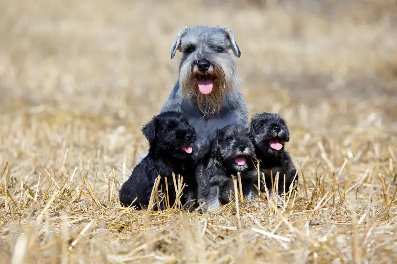Saúde e Treinamento
4. Schnauzer para Apartamento: O Guia Definitivo para Criar em Espaços Pequenos
5. Como Escolher um Filhote de Schnauzer Saudável: Dicas de Procedência e Pedigree