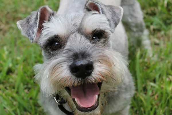 filhote de schnauzer