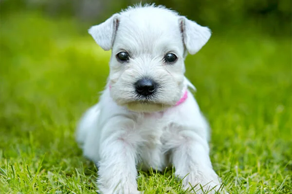 Padrão e Gigante)
2. Schnauzer: O Companheiro Inteligente e Leal para Sua Família
3. Cuidados Essenciais com o Schnauzer: Pelagem