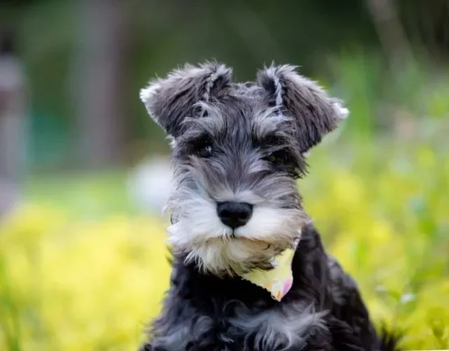 Padrão e Gigante)
2. Schnauzer: O Companheiro Inteligente e Leal para Sua Família
3. Cuidados Essenciais com o Schnauzer: Pelagem