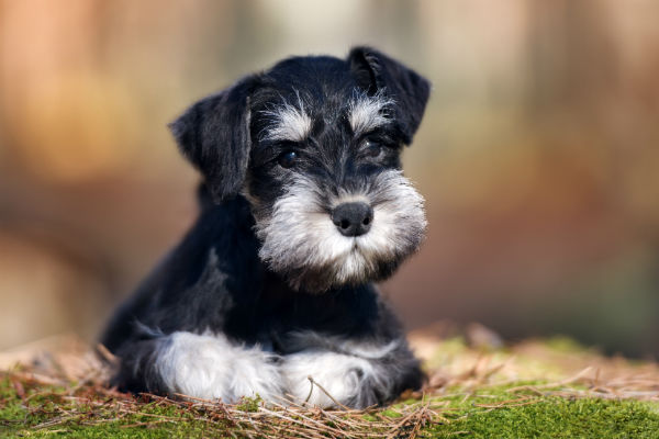 Saúde e Treinamento
4. Schnauzer para Apartamento: O Guia Definitivo para Criar em Espaços Pequenos
5. Como Escolher um Filhote de Schnauzer Saudável: Dicas de Procedência e Pedigree