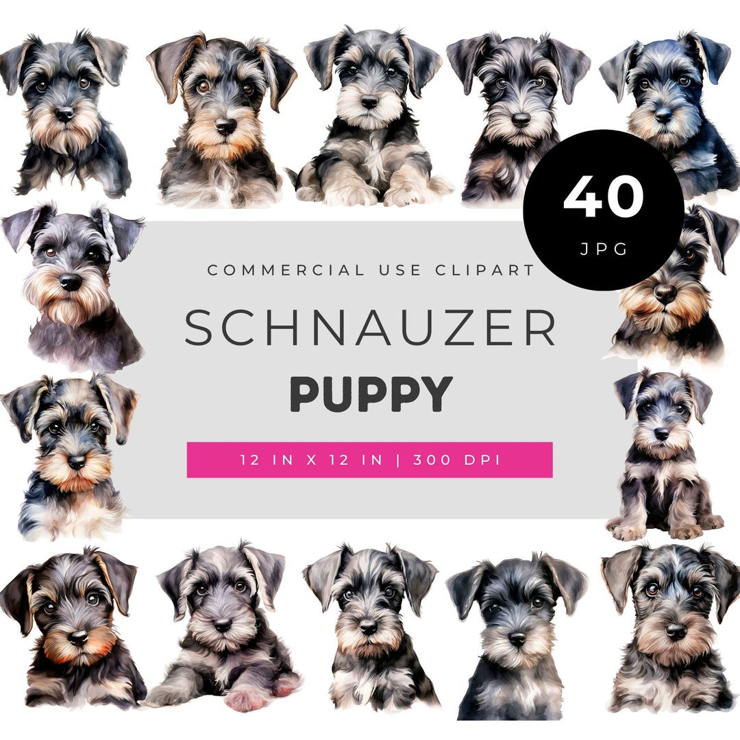 filhote de schnauzer