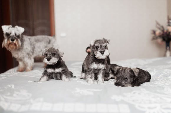 5 ideias de títulos:
1. Guia Completo: Tudo Sobre o Schnauzer (Miniatura