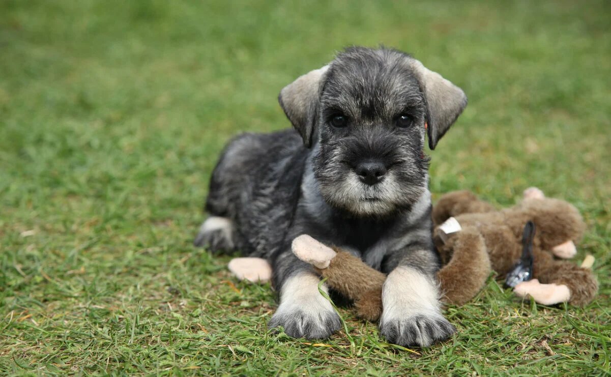 filhote de schnauzer