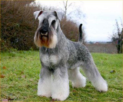 5 ideias de títulos:
1. Guia Completo: Tudo Sobre o Schnauzer (Miniatura