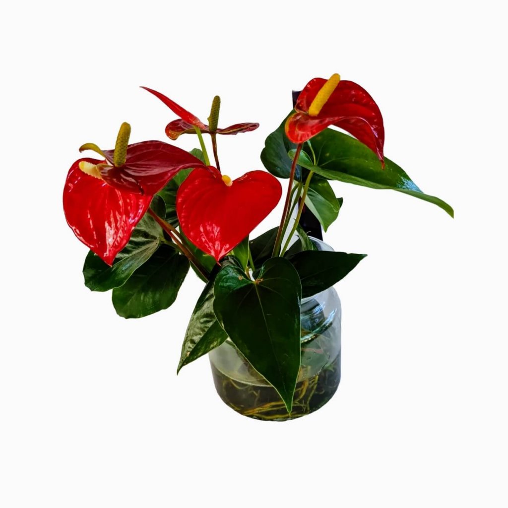 tipos de flores com A